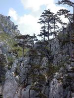 Pinus_nigra.jpg